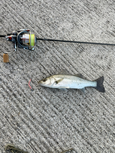 セイゴ（タイリクスズキ）の釣果