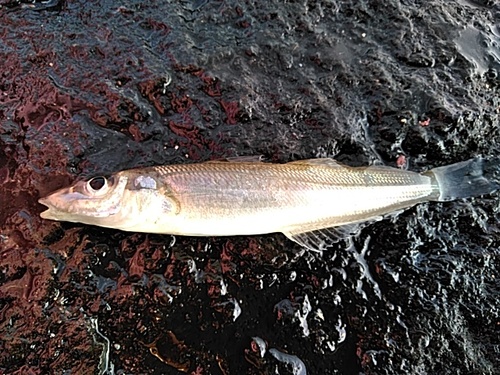 シロギスの釣果