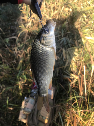 コイの釣果