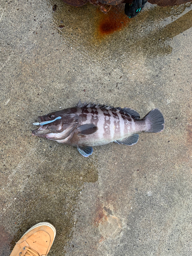 マハタの釣果