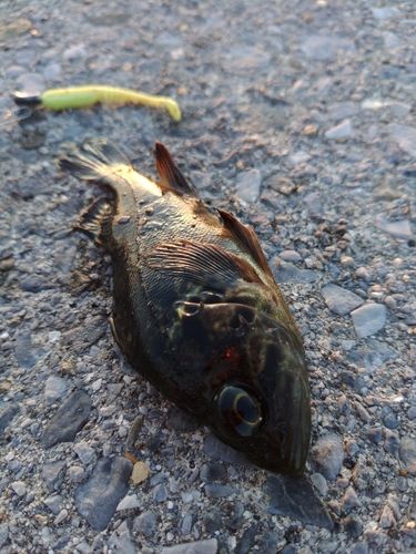 タケノコメバルの釣果