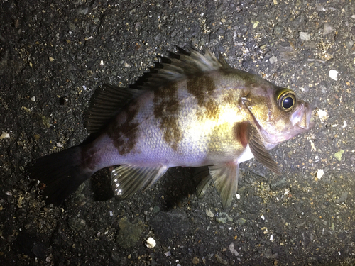 メバルの釣果