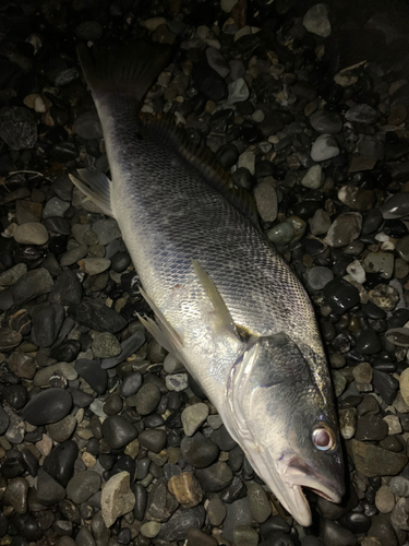 オオニベの釣果