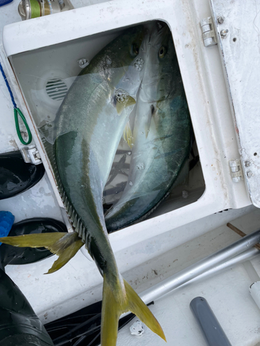 ブリの釣果