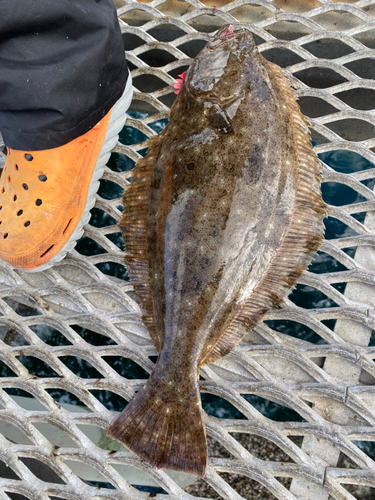 ヒラメの釣果