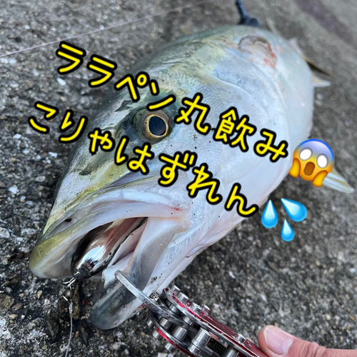 ブリの釣果