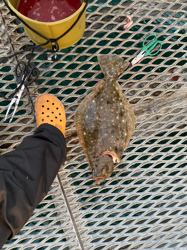 ヒラメの釣果