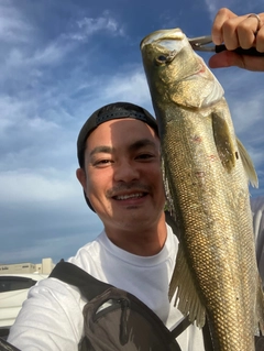 シーバスの釣果