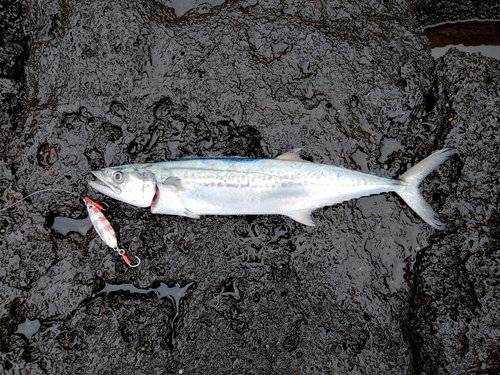 サゴシの釣果