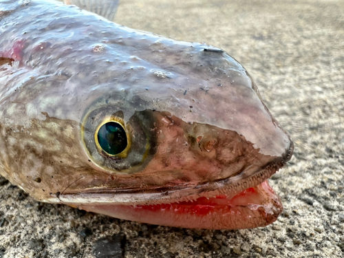 エソの釣果