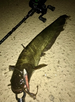 ナマズの釣果