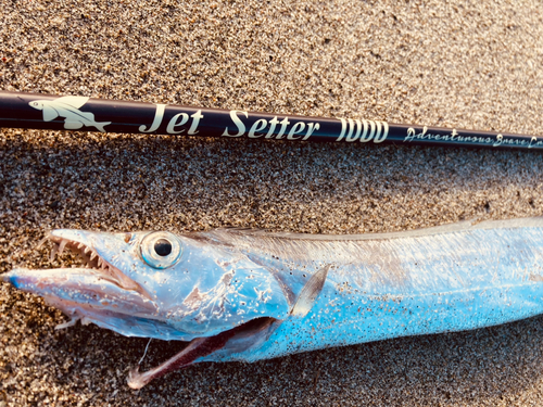 タチウオの釣果