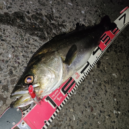 シーバスの釣果