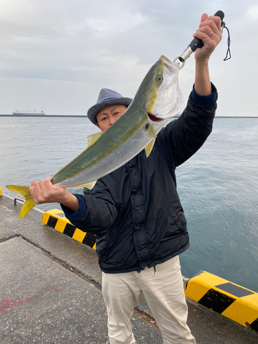 ブリの釣果