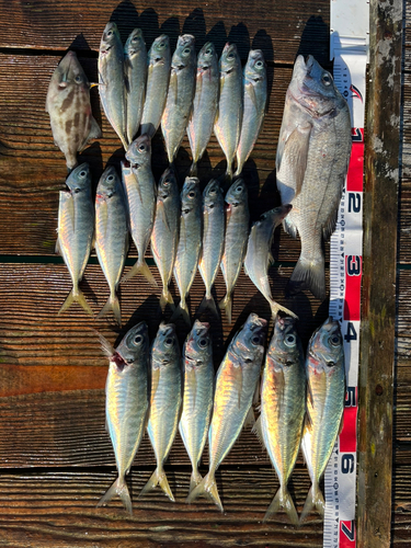 アジの釣果