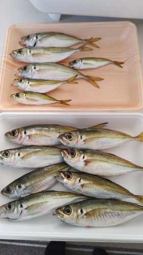 アジの釣果