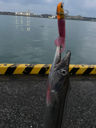 タチウオの釣果