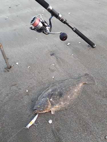 ヒラメの釣果