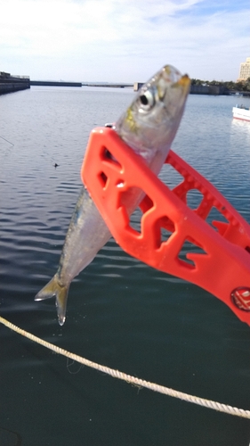 マイワシの釣果