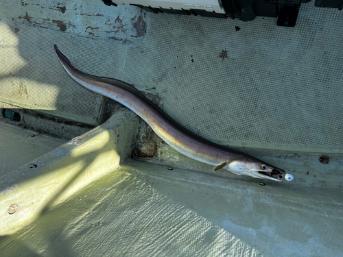 タイの釣果