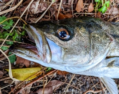 スズキの釣果