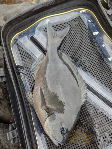 オナガグレの釣果