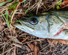 スズキの釣果