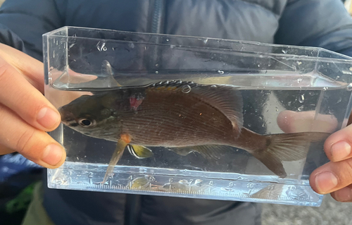 ウミタナゴの釣果