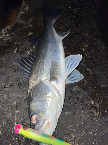 スズキの釣果