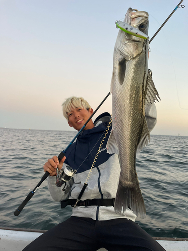 シーバスの釣果