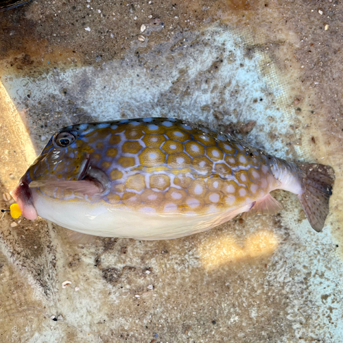 ハコフグの釣果