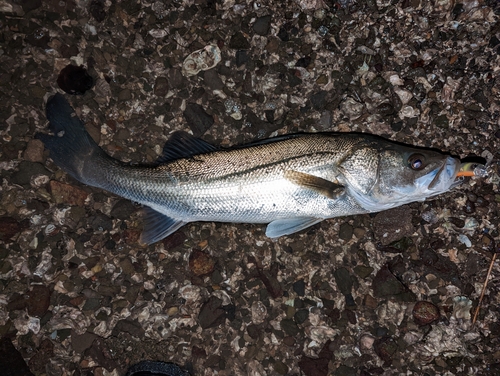 シーバスの釣果