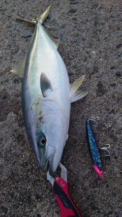 イナダの釣果