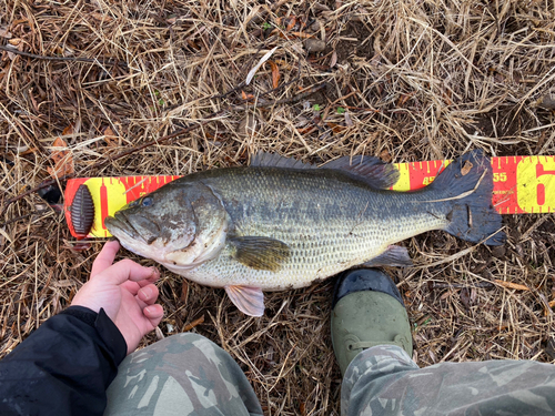 ラージマウスバスの釣果