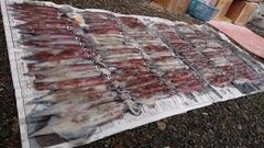 ヤリイカの釣果