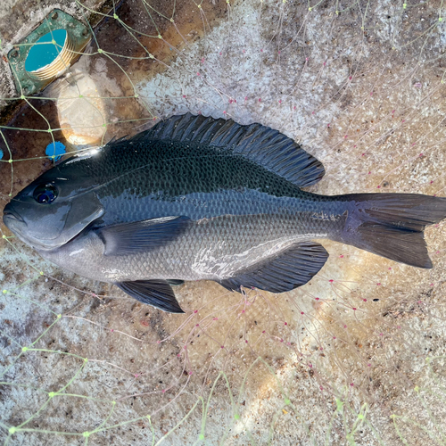 グレの釣果