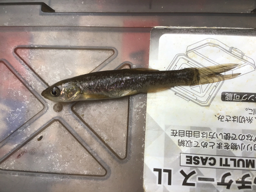 タカハヤの釣果