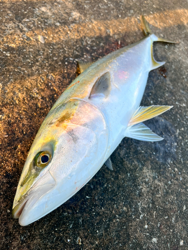 メジロの釣果