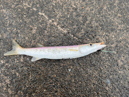 カマスの釣果