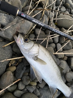 ヒラスズキの釣果