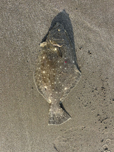 ソゲの釣果