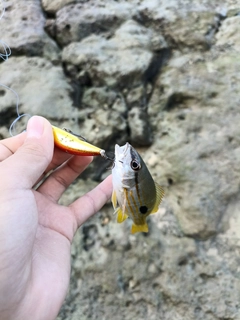 ヤマトビーの釣果