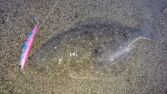ヒラメの釣果