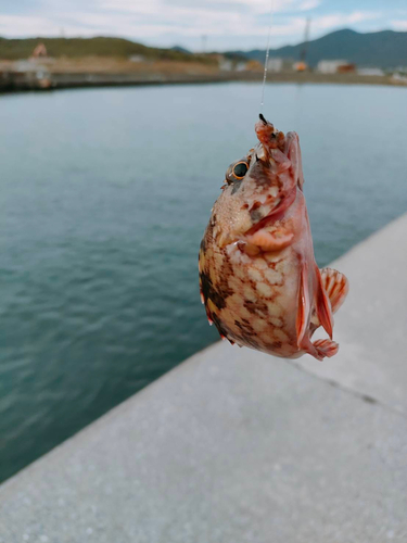 タケノコメバルの釣果