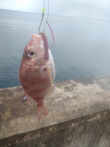 チャリコの釣果