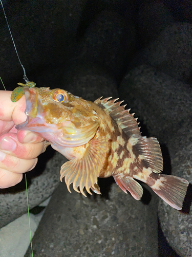 カサゴの釣果