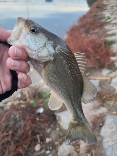 ラージマウスバスの釣果