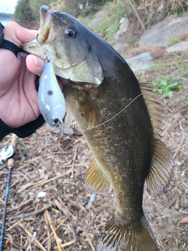 スモールマウスバスの釣果