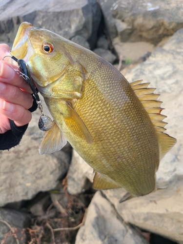 スモールマウスバスの釣果