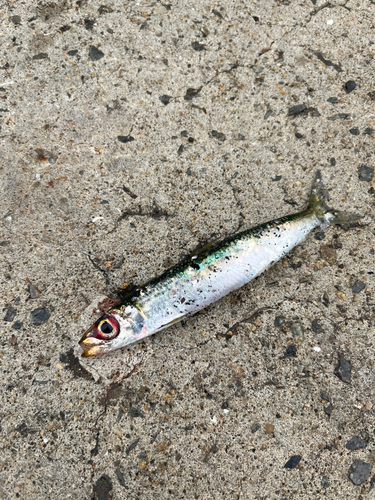 イワシの釣果